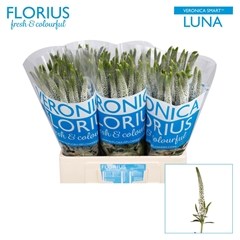 Veronica Smart Luna 60cm