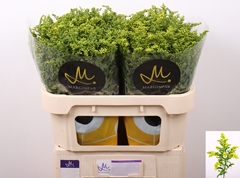 Solidago Carzan Glory 70cm 50gr.