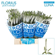Veronica Smart Luna 50cm