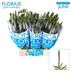 Veronica Smart June 50cm