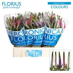 Veronica Smart Colours Mix 60cm