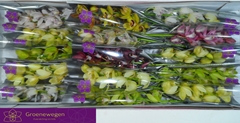 Cymbidium Mini Mix 50cm