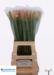 Nerine Vesta K 70cm