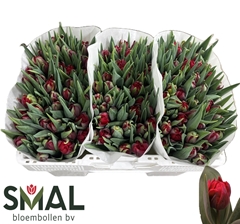 Tulip Double Red Princess 30cm 23gr.