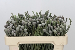 Brunia Silver 50cm