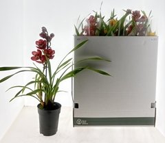 Cymbidium Mixed 14Ø 60cm 1st