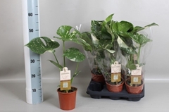 Monstera Deliciosa Thai Constellation 13Ø 50cm