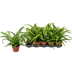 Asplenium Antiquum Osaka 12Ø 25cm