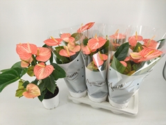Anthurium Livium Orange 17Ø 55cm