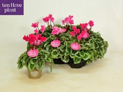 Cyclamen Super Serie Picasso 10Ø 27cm