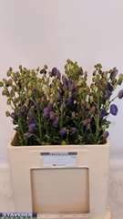 Aconitum Carmichaelii Arendsii 60cm