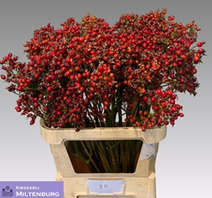 Rosa Magical Pride 90cm
