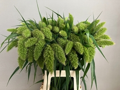 Setaria Italica 70cm