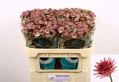 Astrantia Roma 70cm