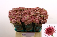 Astrantia Roma 40cm