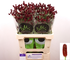 Sanguisorba Officinalis Red Dream 60cm