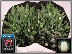 Tulip Single Royal Virgin 40cm 35gr.