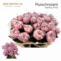 Chrysanth Single Vienna Pink 75cm 120gr.