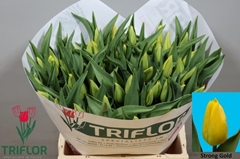 Tulip Single Strong Gold 40cm 35gr.
