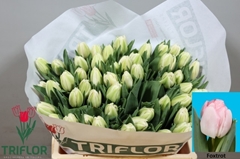 Tulip Double Foxtrot 35cm 33gr.