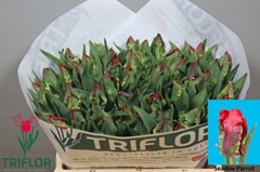 Tulip Parrot Seadov Parrot 35cm 35gr.