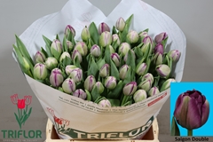 Tulip Double Saigon Double 40cm 35gr.