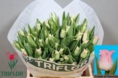 Tulip Coronet Crown Of Dynasty 35cm 30gr.