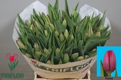 Tulip Single Puma 40cm 60gr.