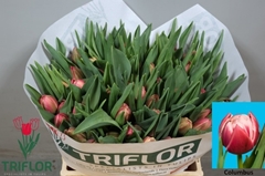 Tulip Double Columbus 35cm 35gr.