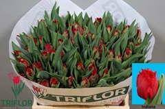 Tulip Frilled Indiana 35cm 35gr.