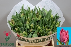 Tulip Parrot Marvel Parrot 35cm 30gr.