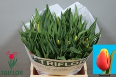 Tulip Single Denmark 35cm 30gr.