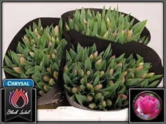 Tulip Single Barcelona 40cm 40gr.