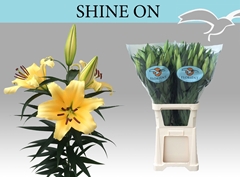 Lily Oriental Shine On 100cm 5+