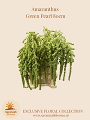 Amaranthus Caudatus Green Pearls 80cm