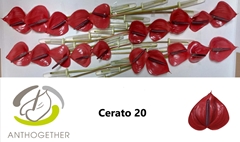Anthurium Cerato 9cm Hd