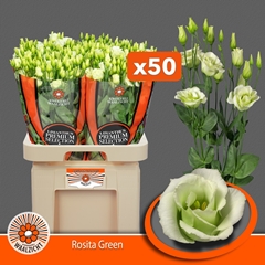 Eustoma Double Rosita Green 70cm