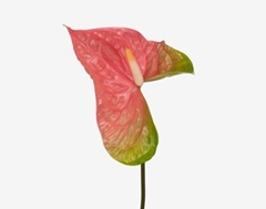 Anthurium Pink Jesolo 9cm Hd