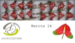 Anthurium Narita 11cm Hd