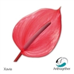 Anthurium Xavia 13cm Hd