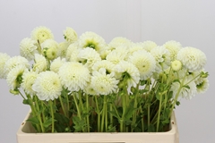Dahlia Reycroft Jan 50cm