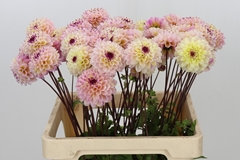 Dahlia Wine Eyed Jill 60cm