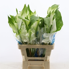 Zantedeschia Captain Ventura 50cm Twisted
