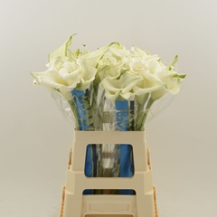 Zantedeschia Captain Ventura 60cm Twisted
