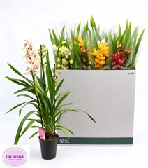 Cymbidium Mixed 14Ø 85cm 3st