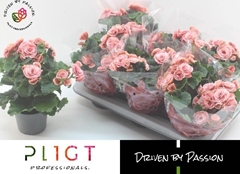 Begonia Double Borias 14Ø 31cm