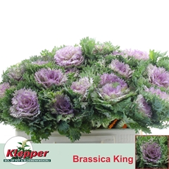 Brassica Crane King 50cm