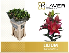 Lily Oriental Red Dawn 95cm 4+