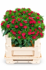 Dianthus Barb Sweet Will Red 50cm