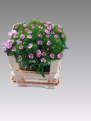 Dianthus Barb Sweet Will Pink 48cm